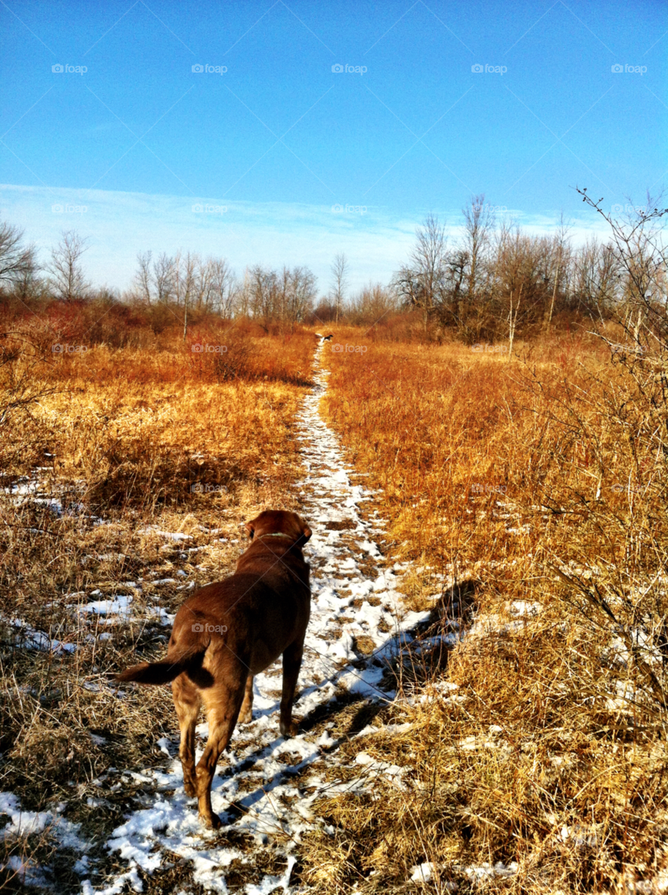 winter hiking labrador trail by doug414