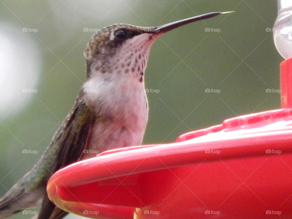 close up of a hummingbird with its tongue sticking out