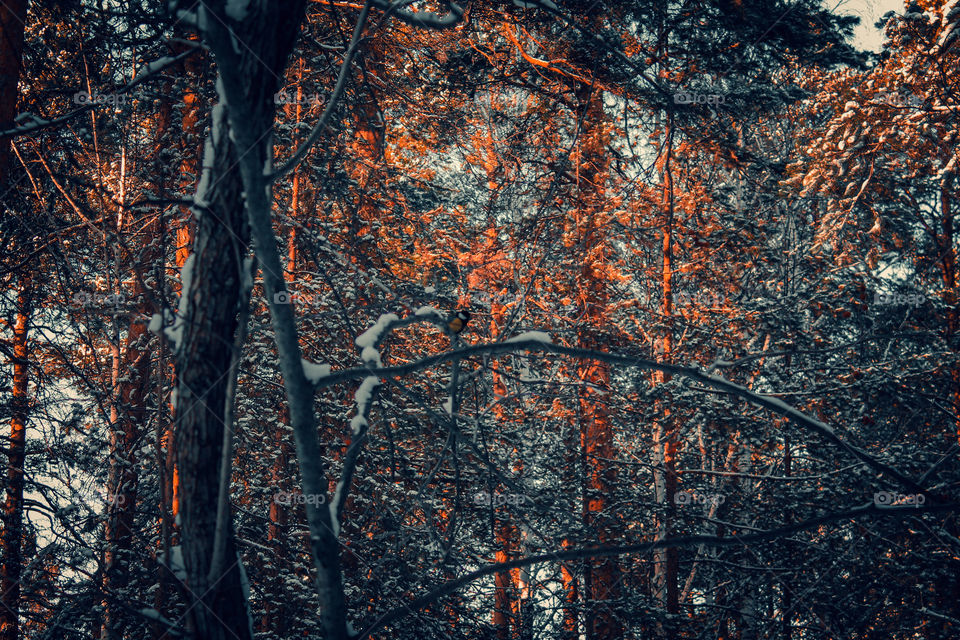 Autumn forest