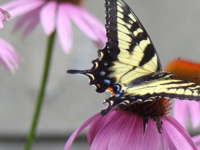 tiger Swallowtail lightly landing on a purplecone. flower.