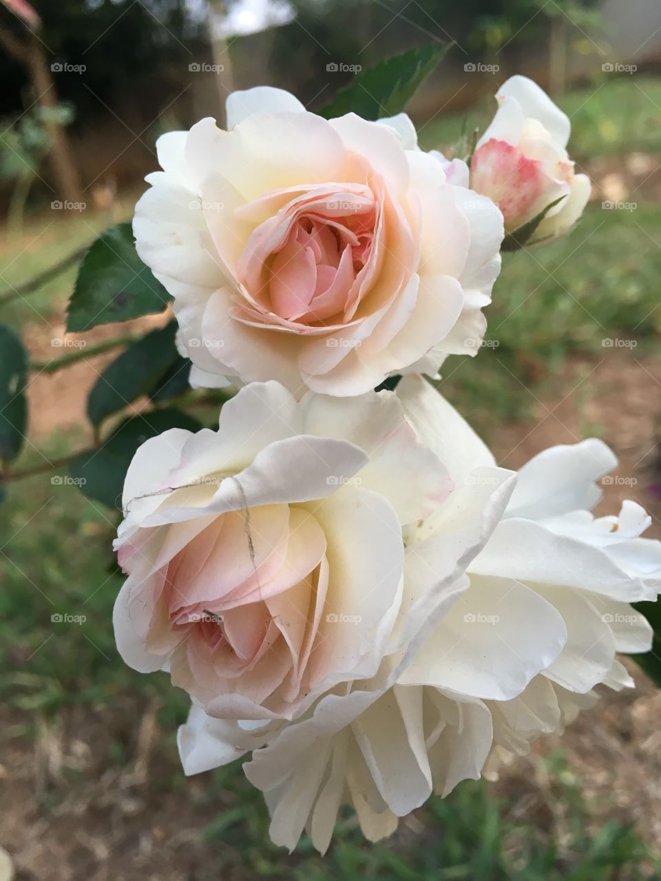‪#NoFilter - O #Entardecer com as #flores!‬
‪Aqui: mini-rosas brancas. E de tão alvas, os miolos ficam róseos.‬
‪🌸‬
‪#natureza #paisagem #fotografia ‬