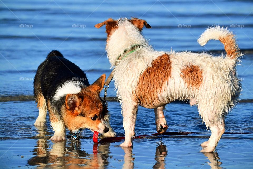Dogs playing on beach