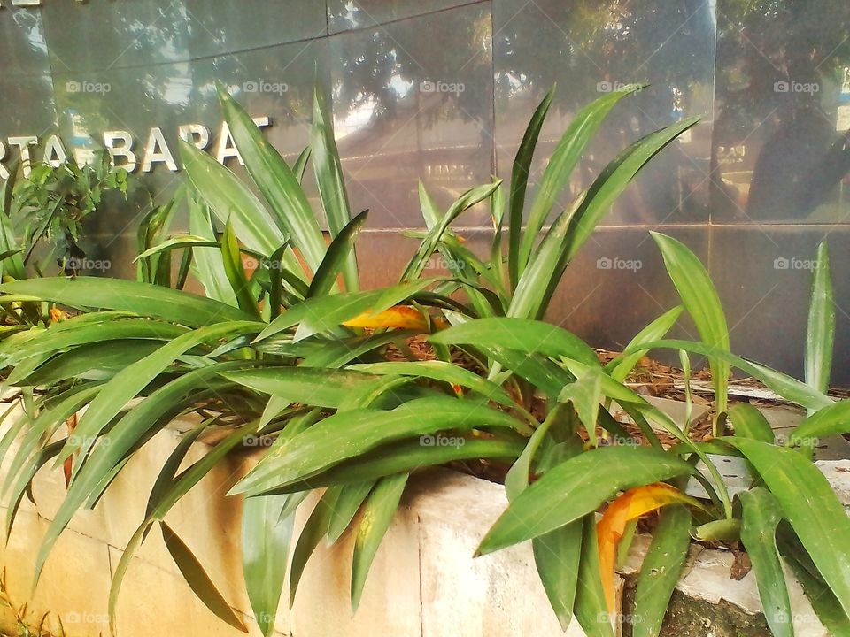 This plant grows in front of the entrance to the public cemetery park in Jakarta