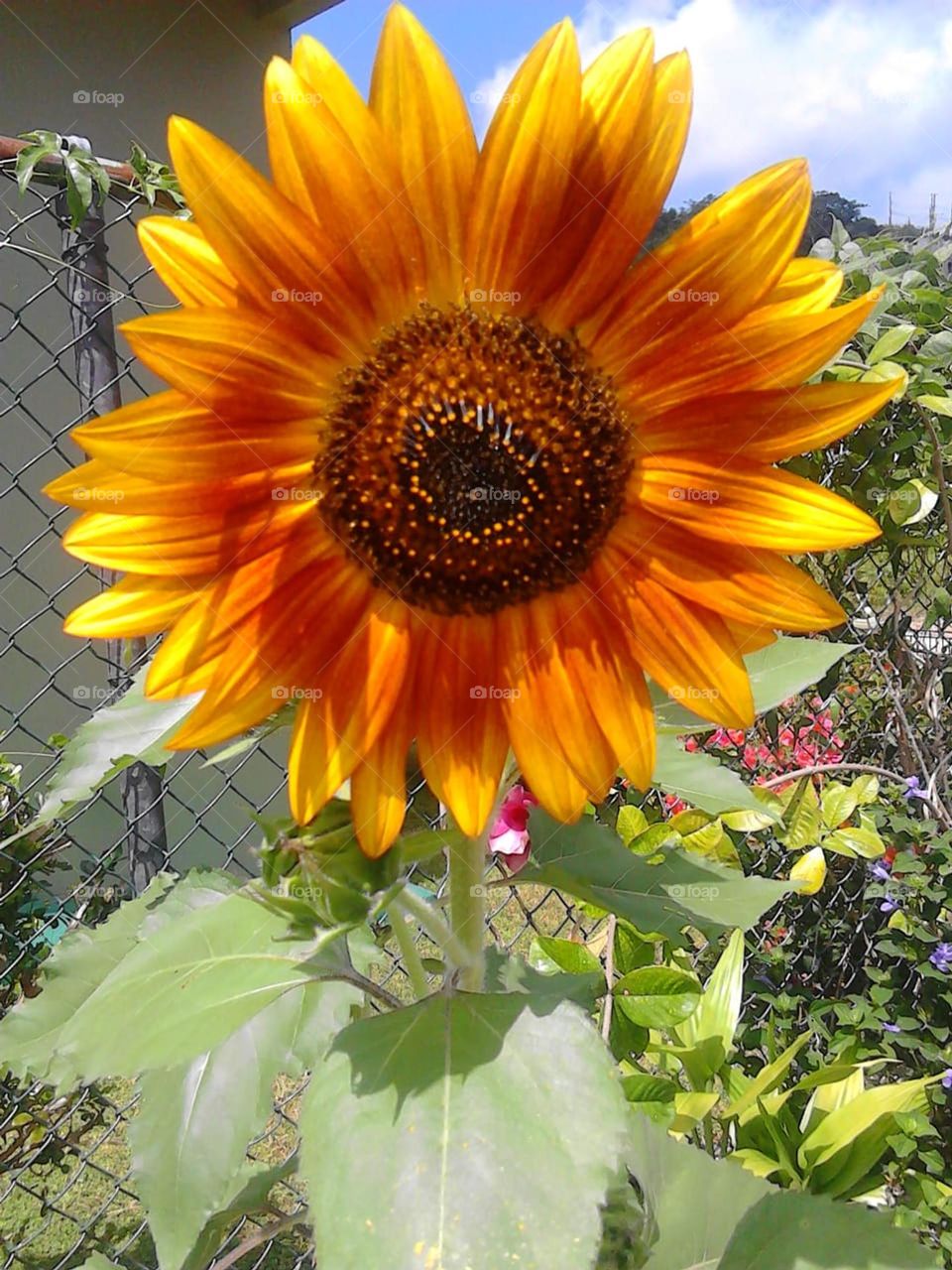 Hello sunshine, gorgeous yellow flower