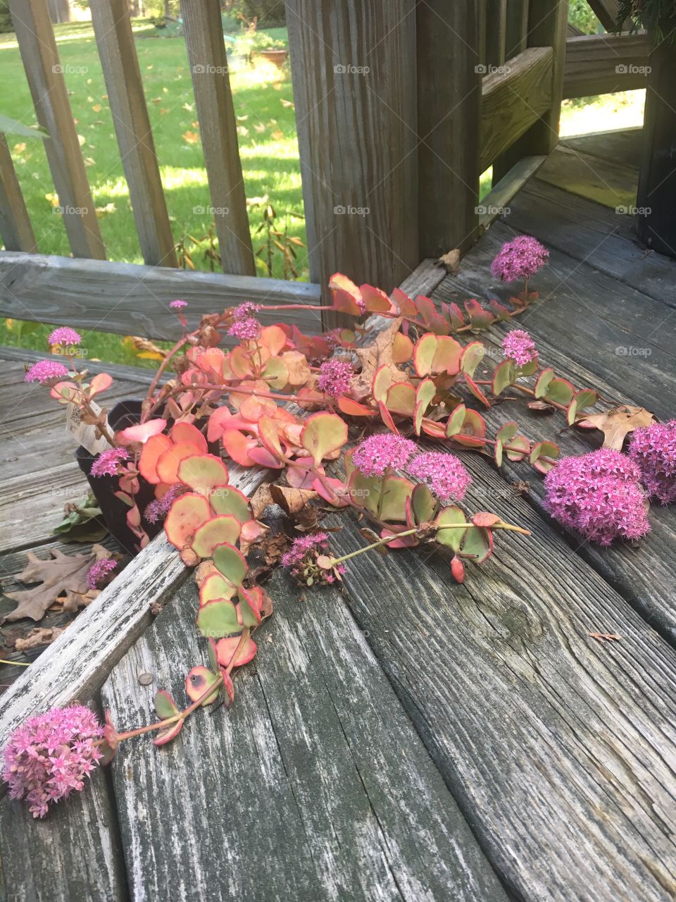Pink flowers in the Fall