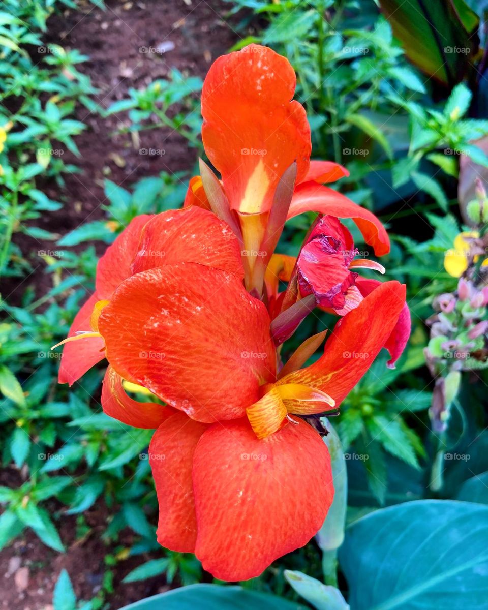 Lírios - 🌹 🇺🇸 Very beautiful flowers to brighten our day.  Live nature and its beauty. Did you like the delicate petals? / 🇧🇷 Flores muito bonitas para alegrar nosso dia. Viva a natureza e sua beleza. Gostaram das pétalas delicadas? 