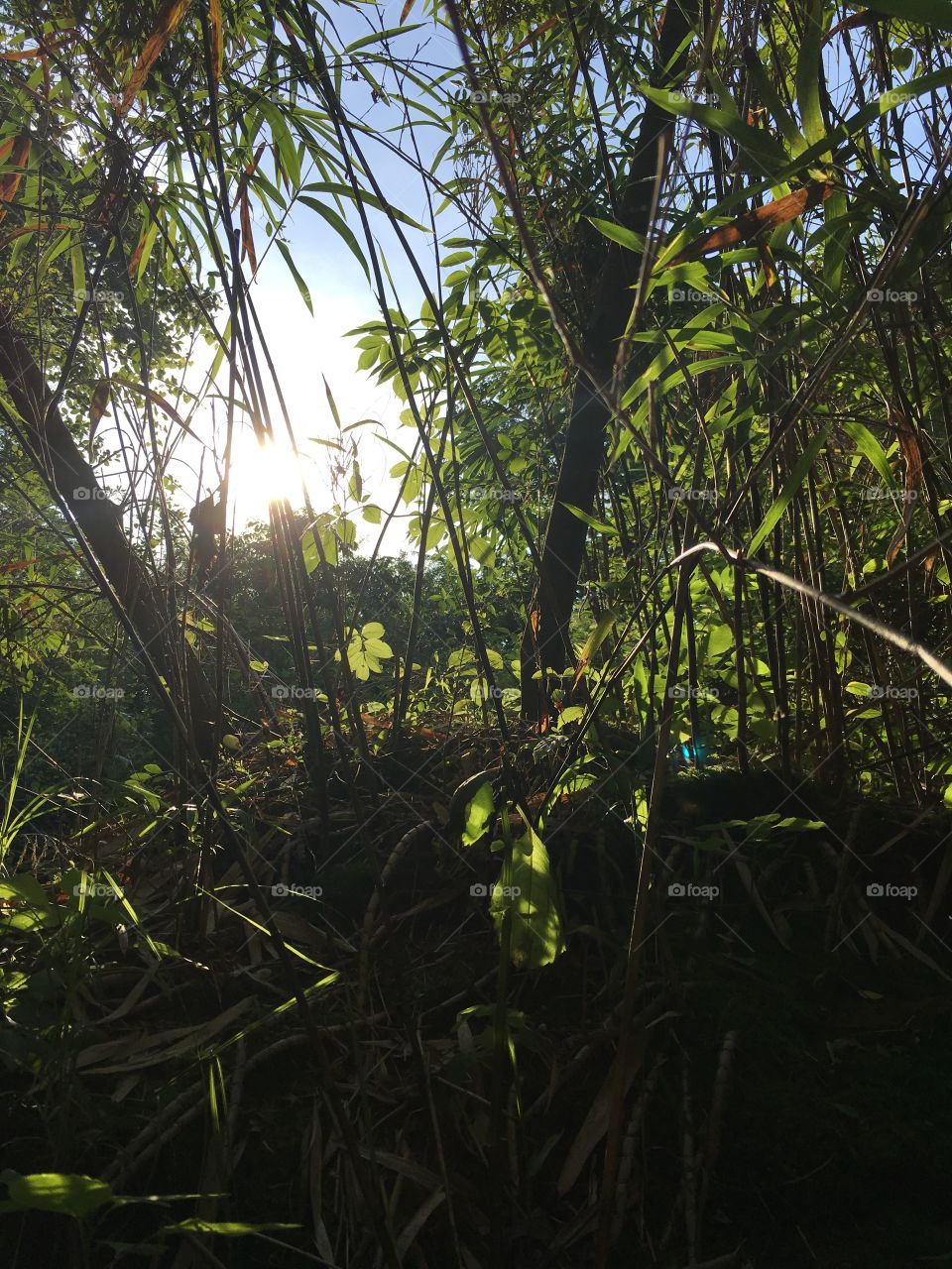 Sunshine through the cane