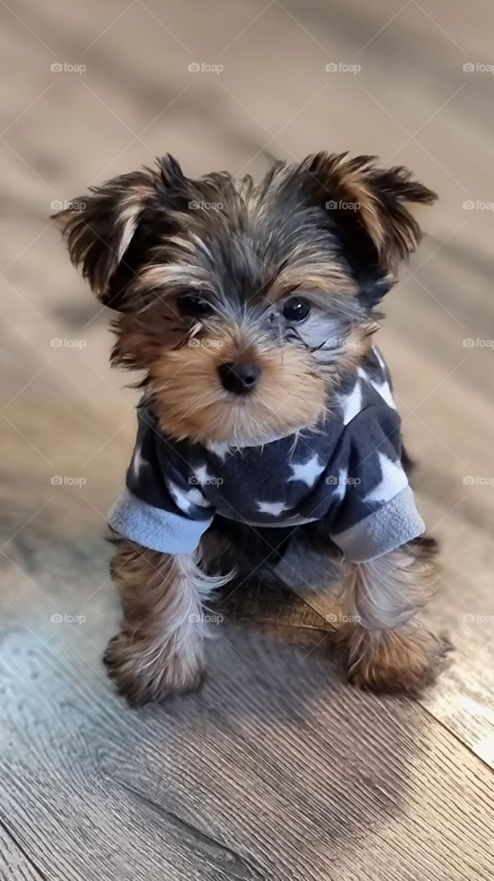 my yorkshire terrier