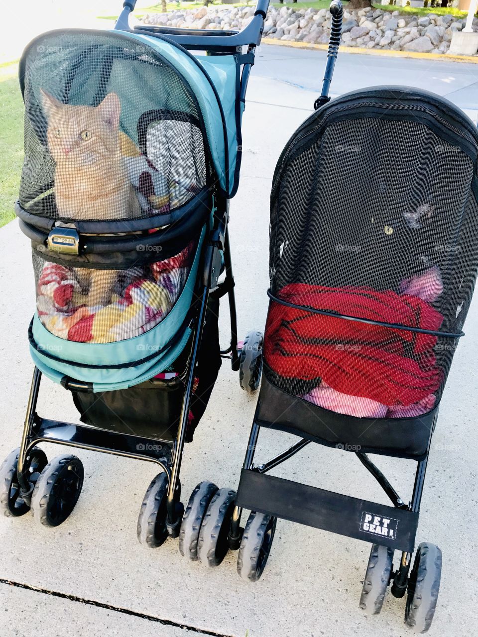 Darling photo of black kitty and orange tabby cat sitting in their strollers ready for their walk!