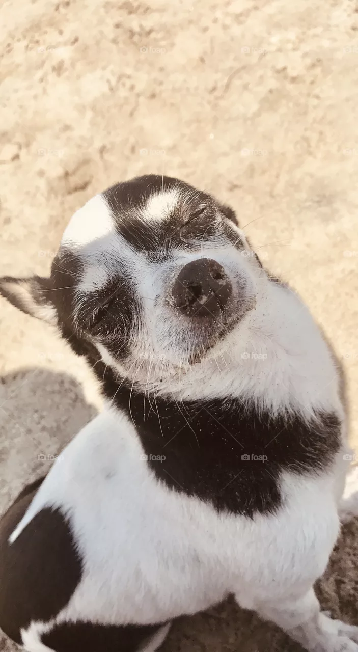Beachy pup