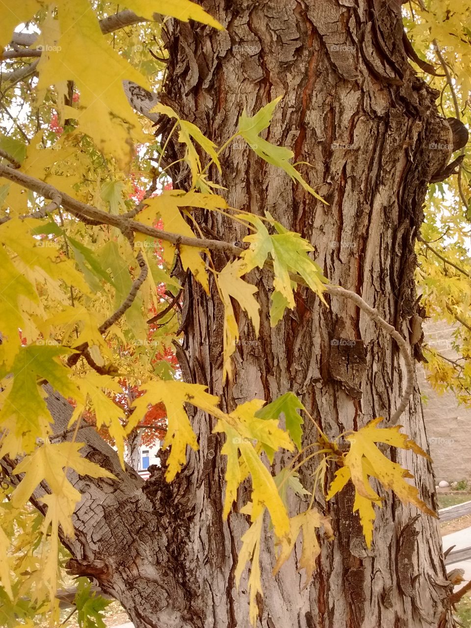 yellow leaves tree bark