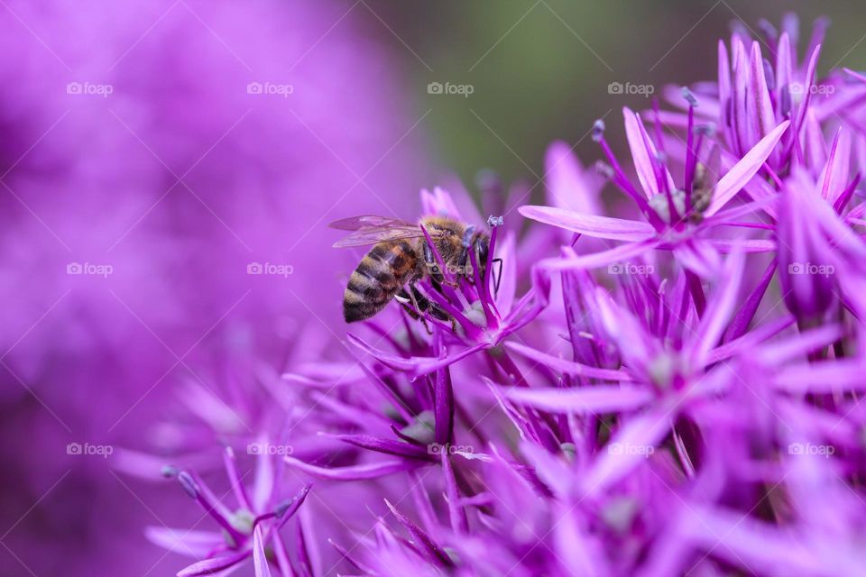 A bee at the flower