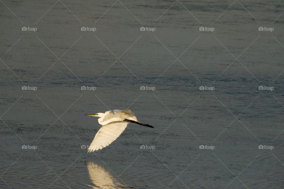Bird flying on lake