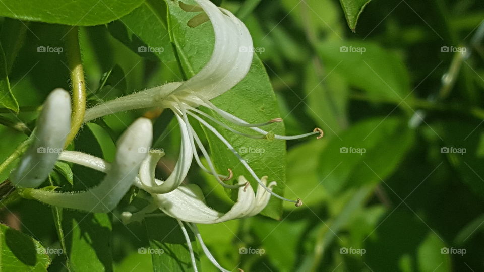 honeysuckle