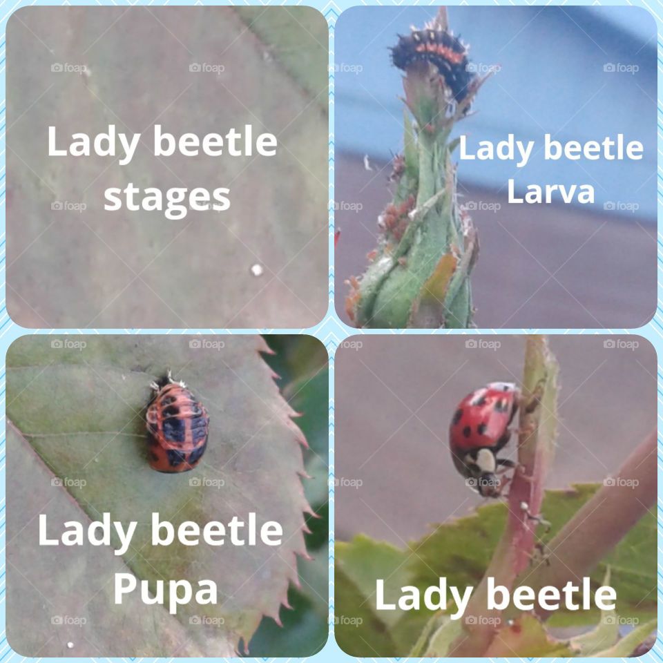 stages of.the lady beetle