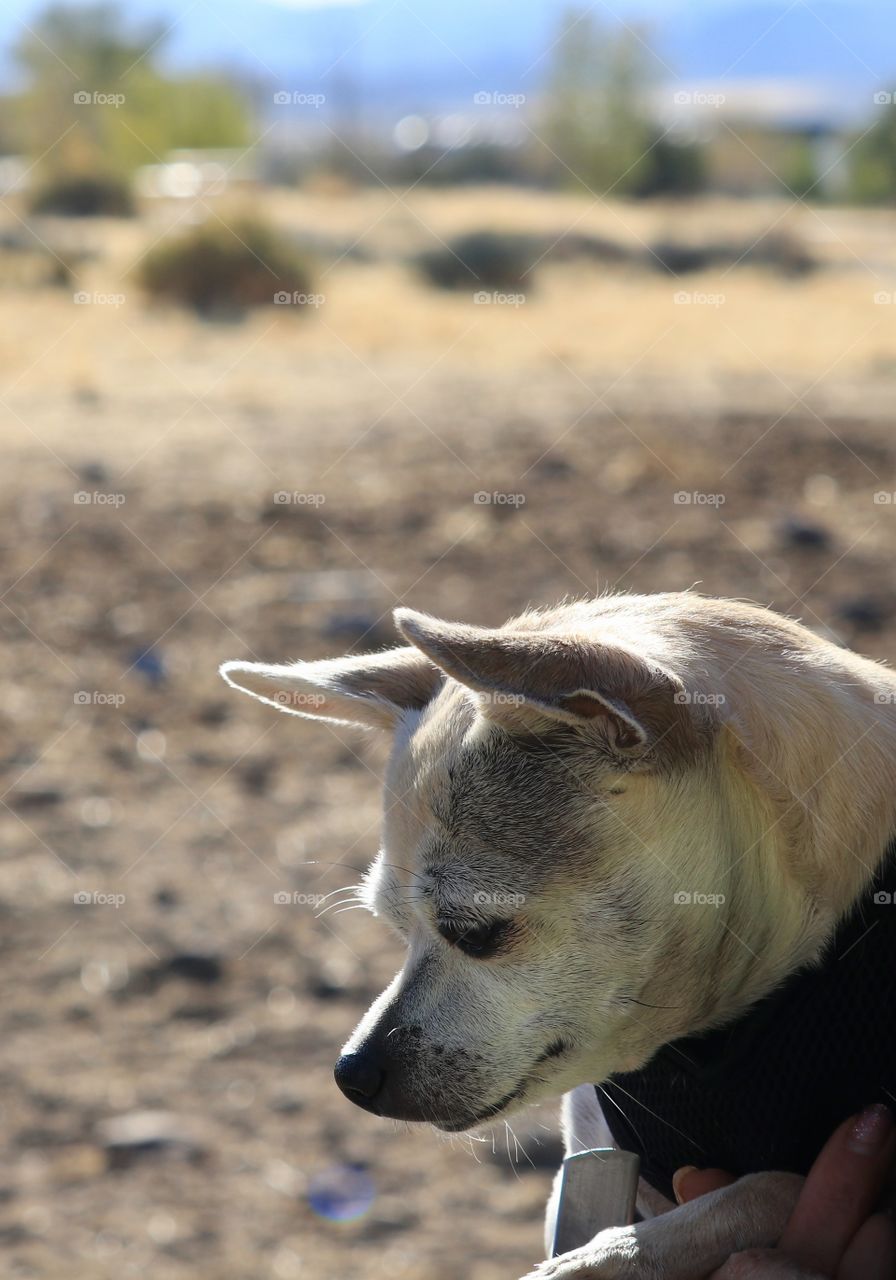 Chihuahua profile outdoors 