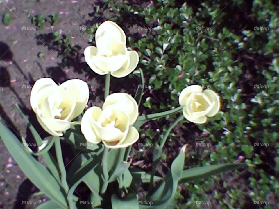 Butter Tulips