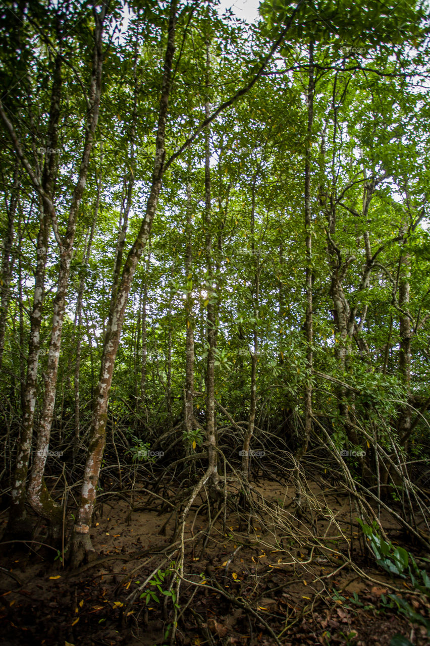 mangroves