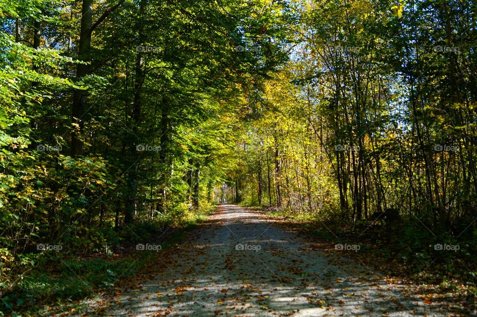 Waldweg