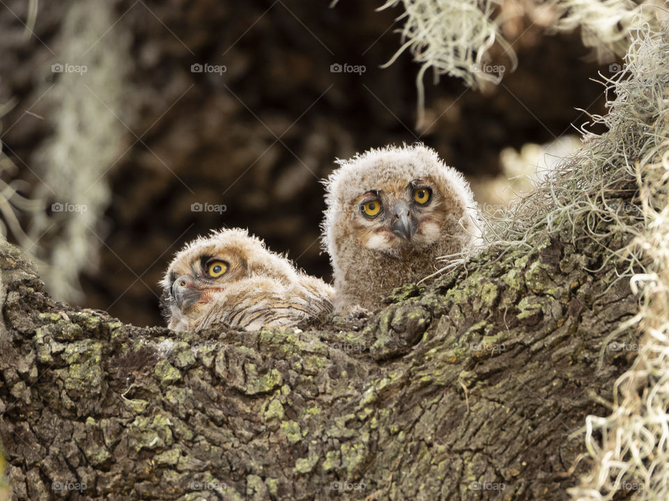 Two Baby Great Horned Owl
