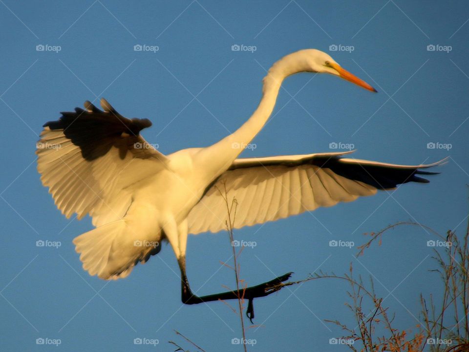 Great Egret Flying to High Branch