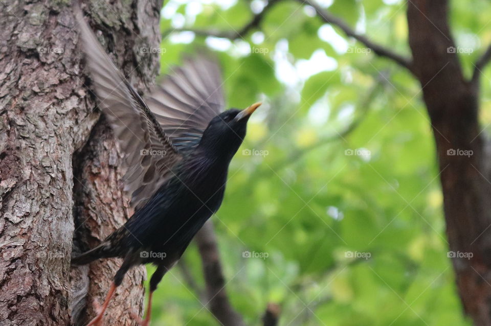 Mother bird leaving nest 