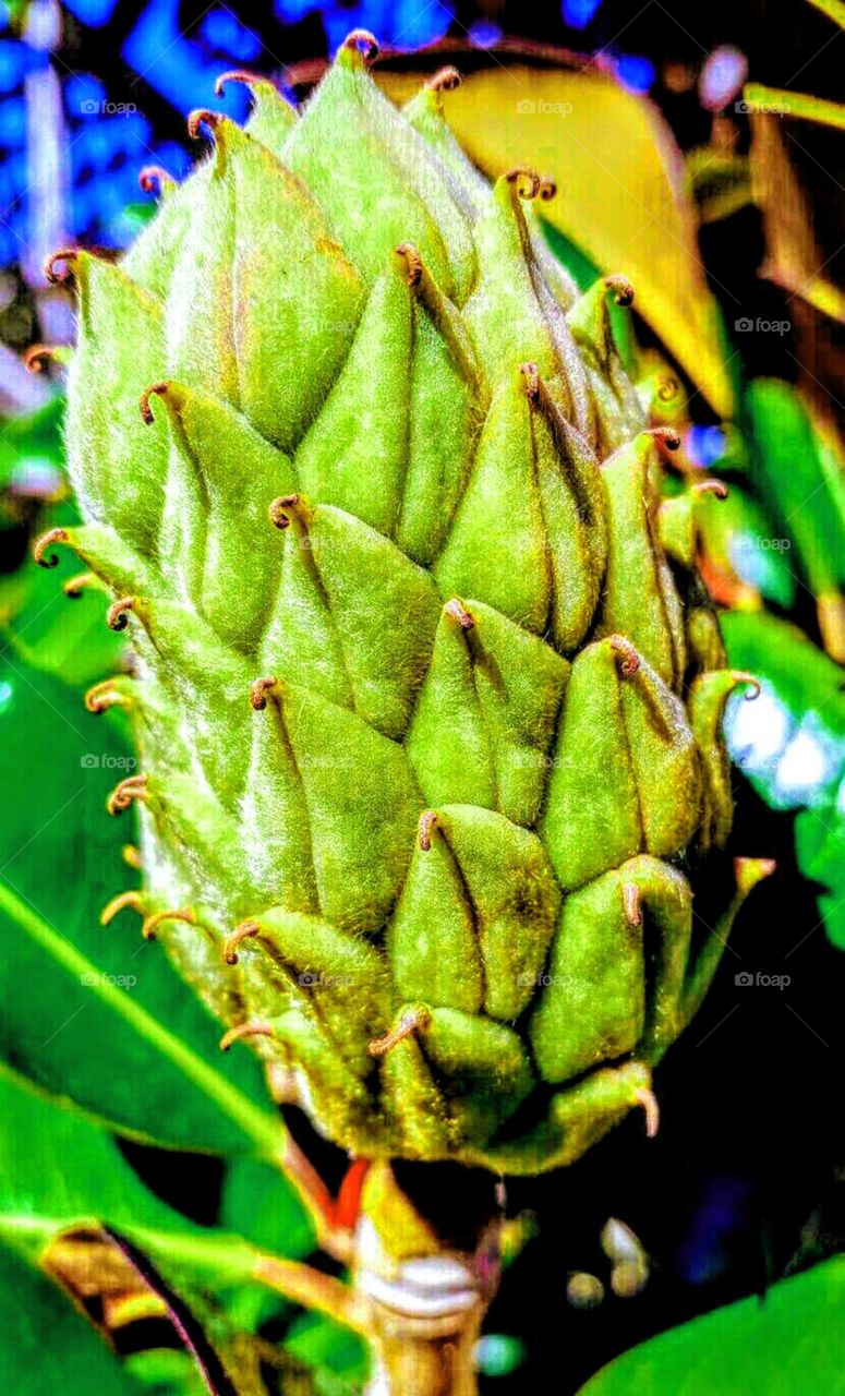 Green color story seed pod