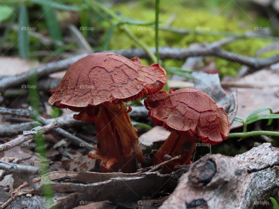 Mushrooms on the bush floor