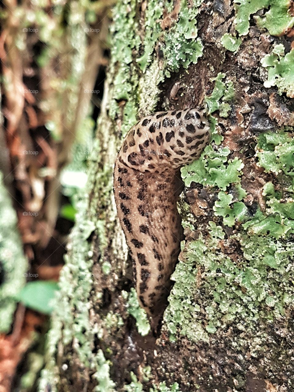 Leopard Slug