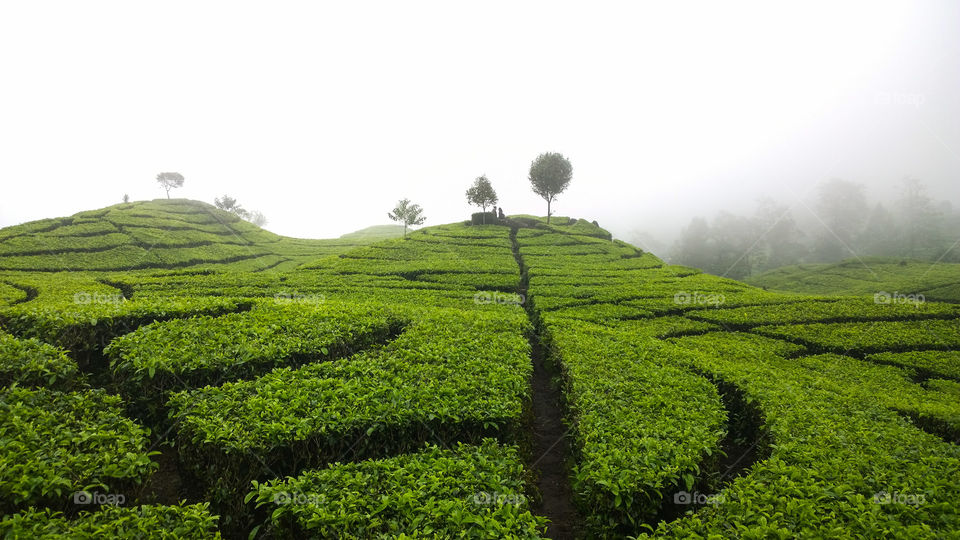 ciwidey tea plantation