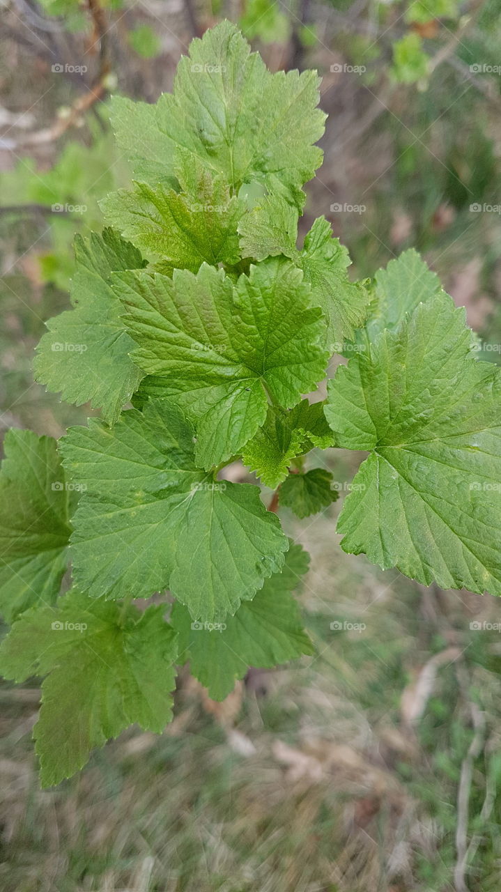 black currant first leaves in spring