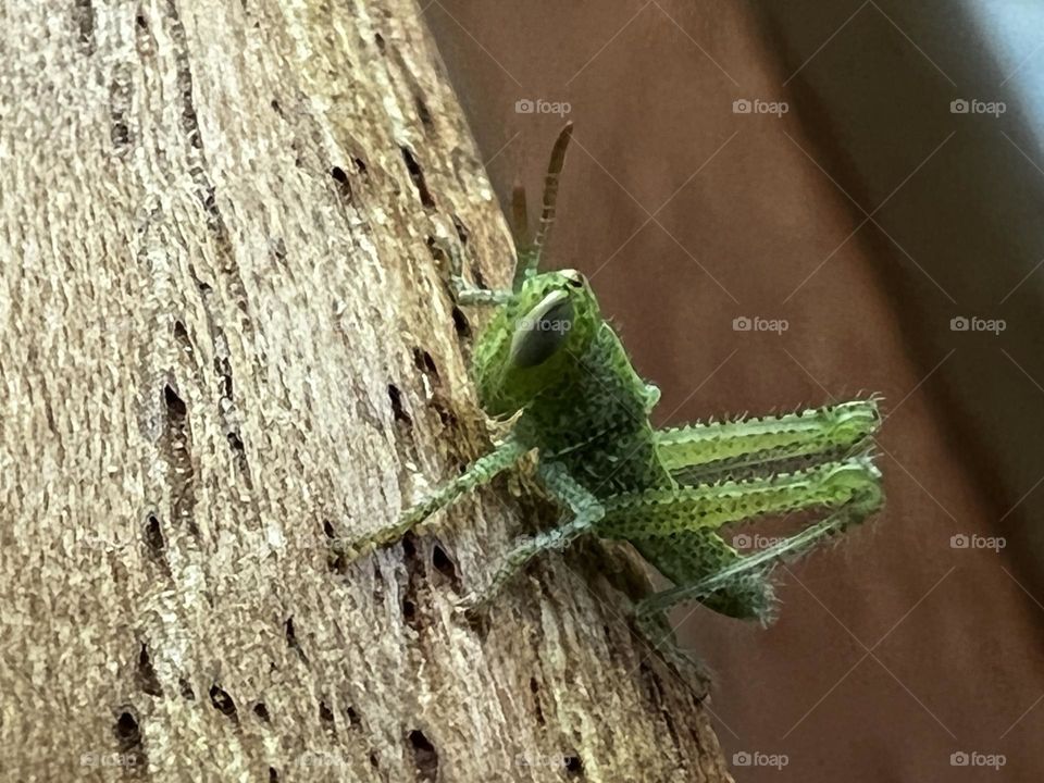 Cute baby green grasshopper closeup