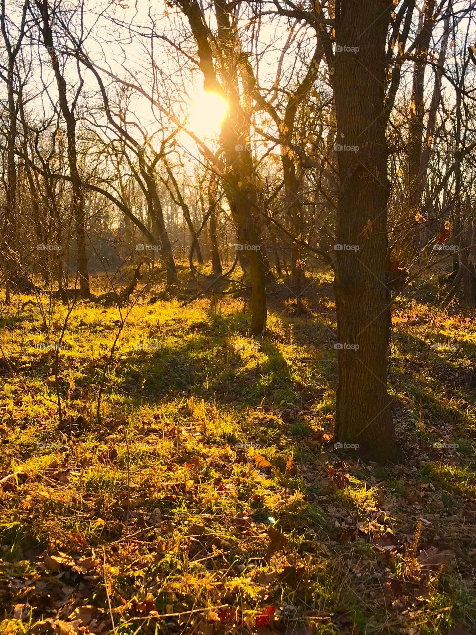 Sunset in the forest 
