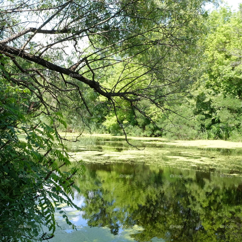 tree above the river