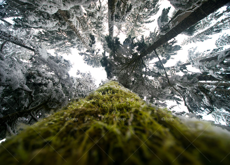 Northwest Winter Forrest