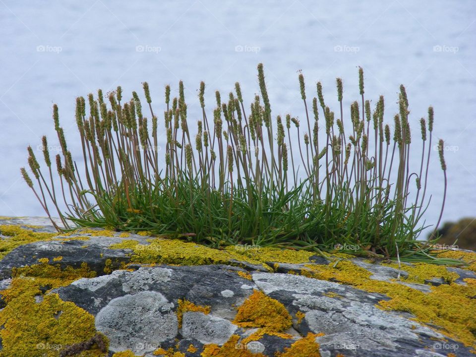 Sea Flower