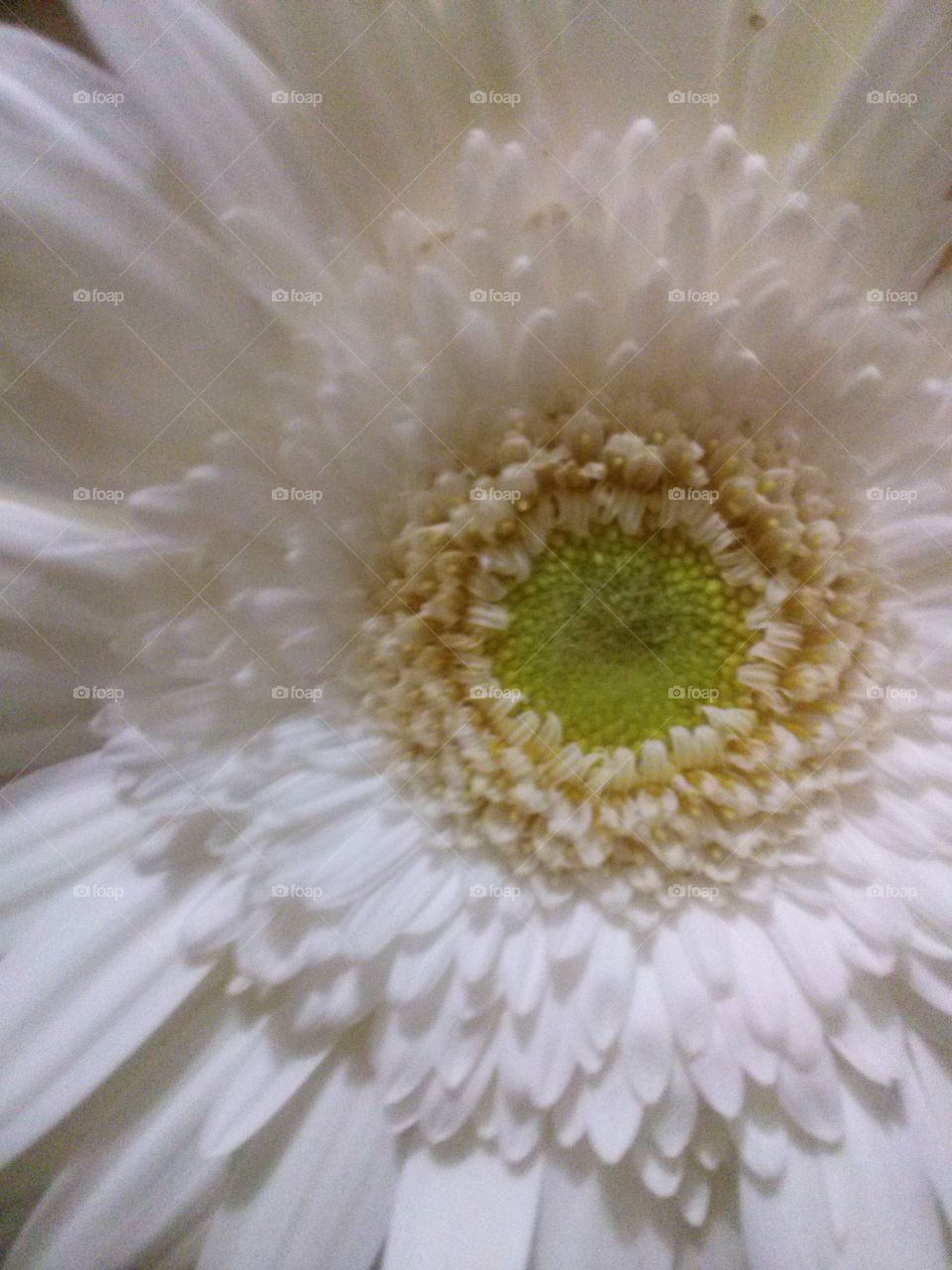 Nature flower