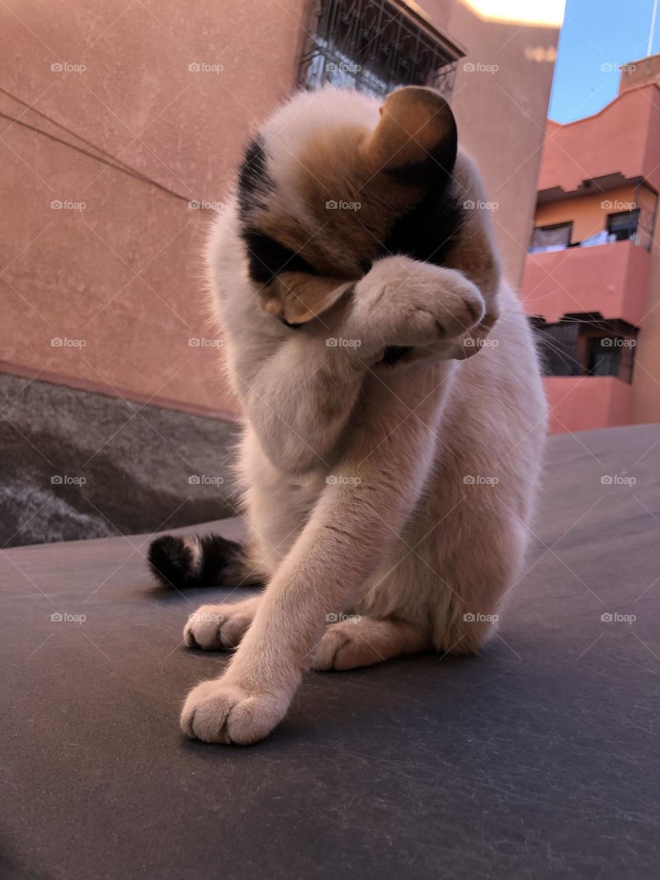 One cat sitting on a car .