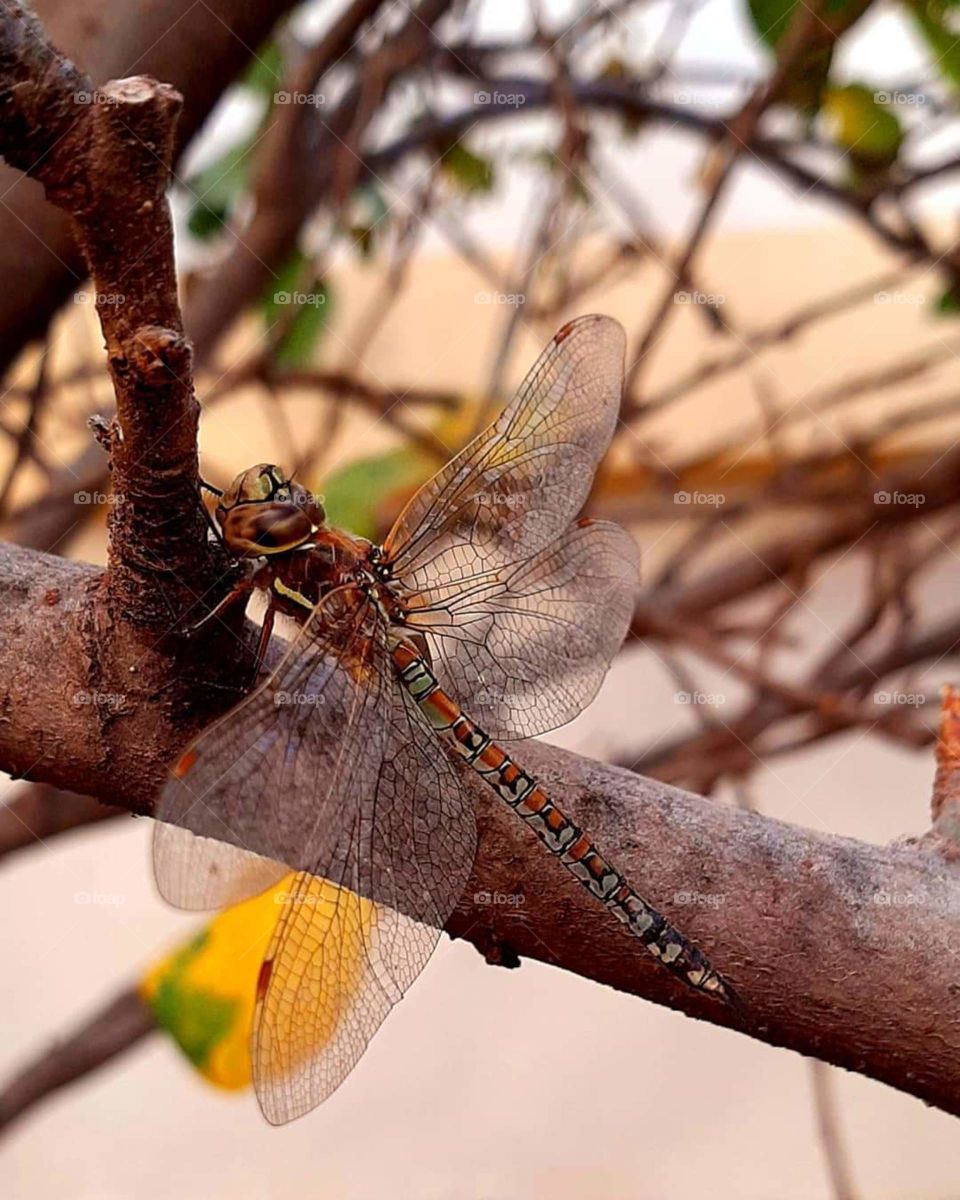 dragonfly