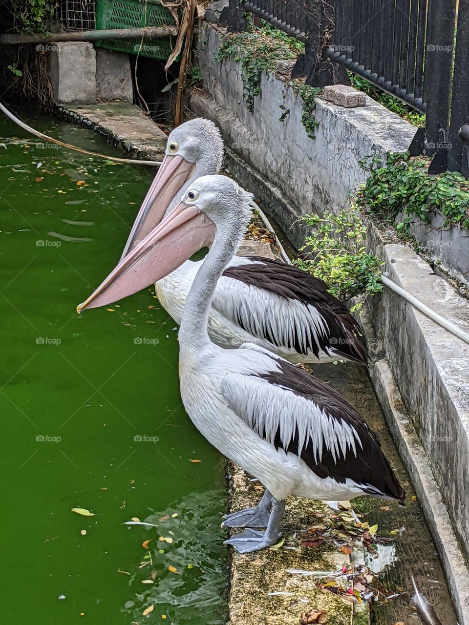 two pelicans