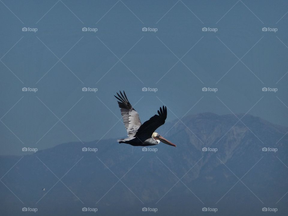 Mountain backdrop to flying pelican 