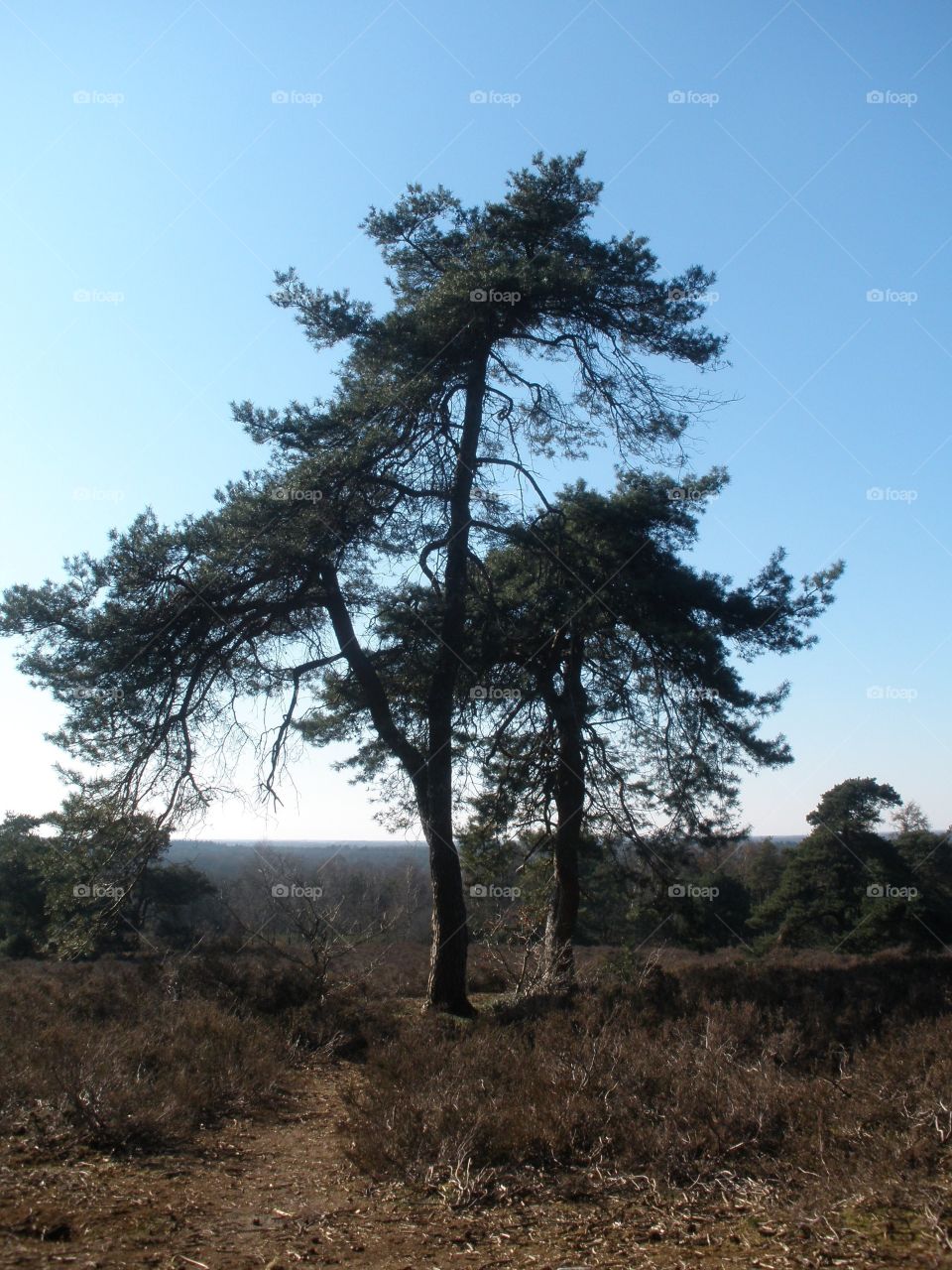 A lovely tree wich stands proudly in the Dutch ‘Hoge Veluwe’. 