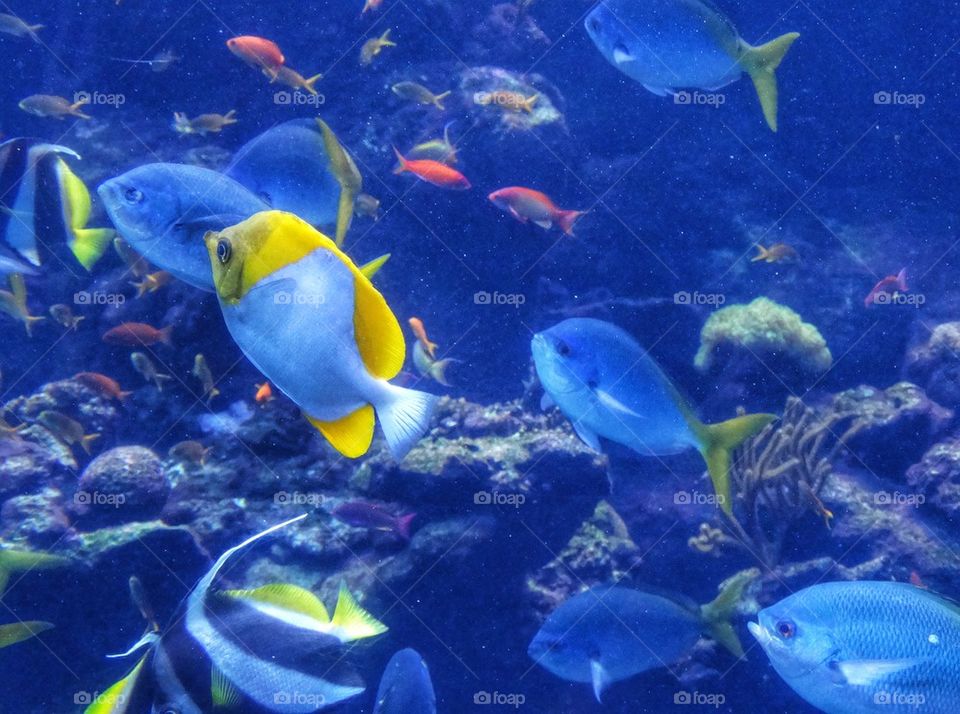 Brilliant Tang Tropical Fish. Ocean Biodiversity
