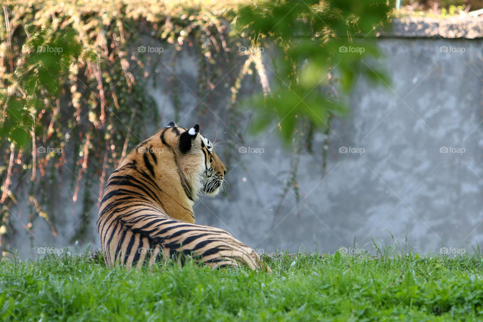 Nature, Grass, Wildlife, No Person, Outdoors