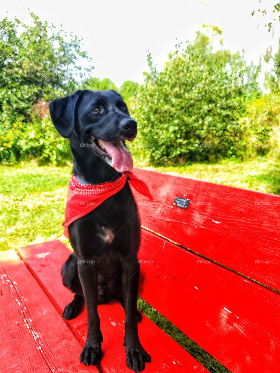 Colour red.
Dog on a park bench.