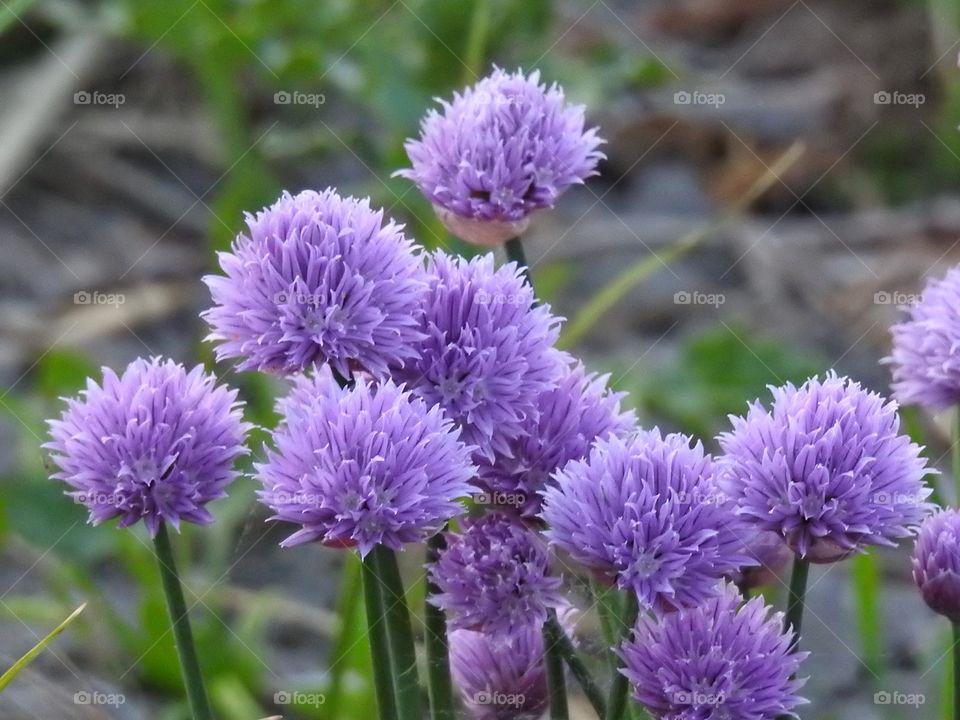 Chive