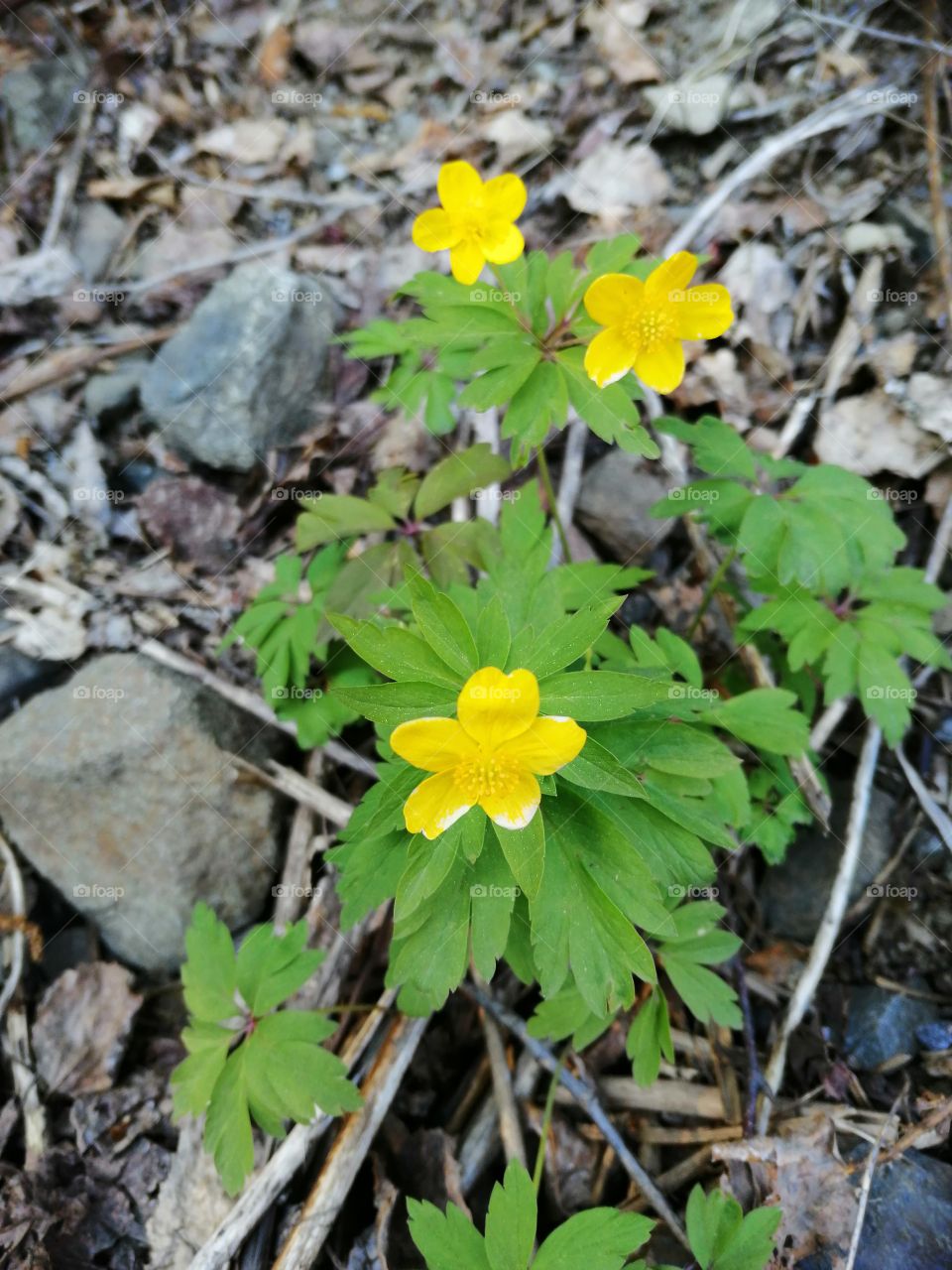 The first time I see you 🏵️