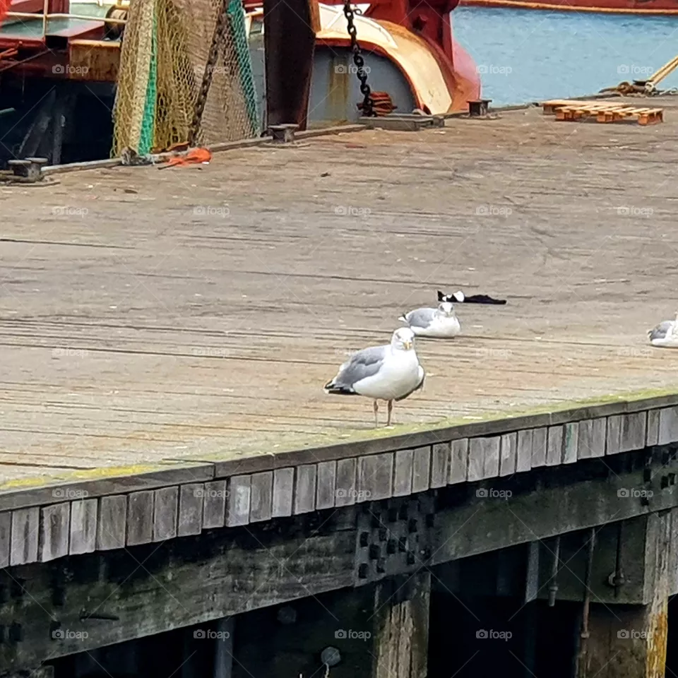 A seagull looks into the camera.