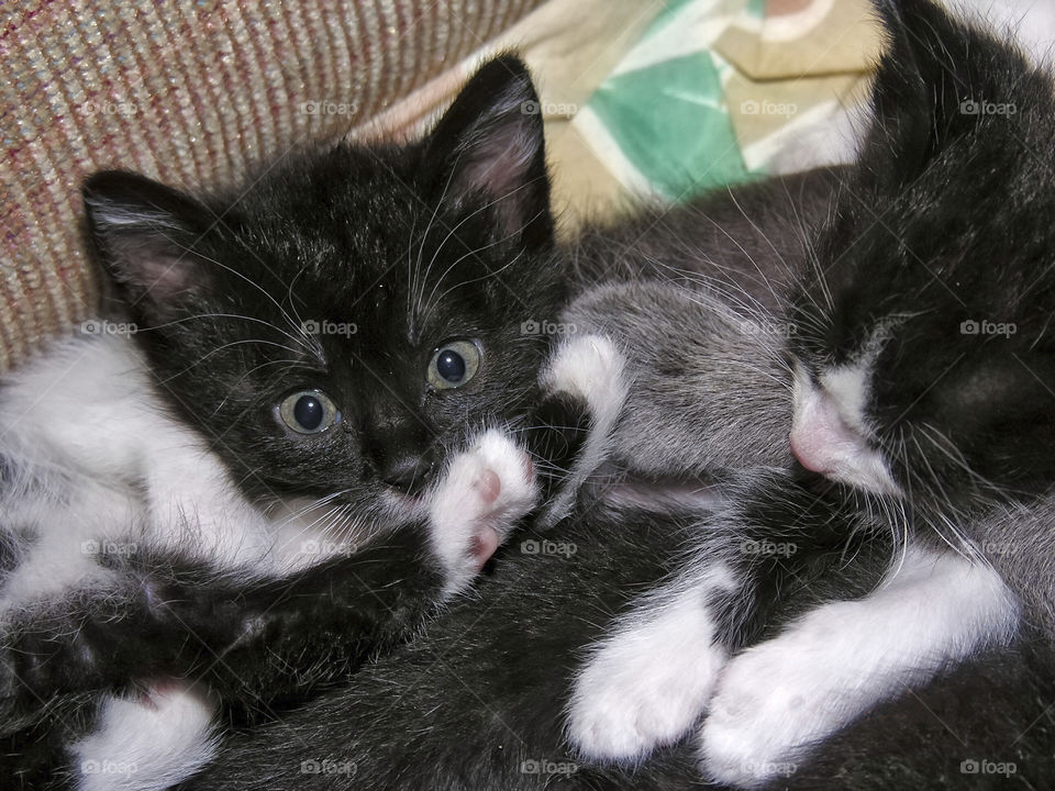 Couple of kittens