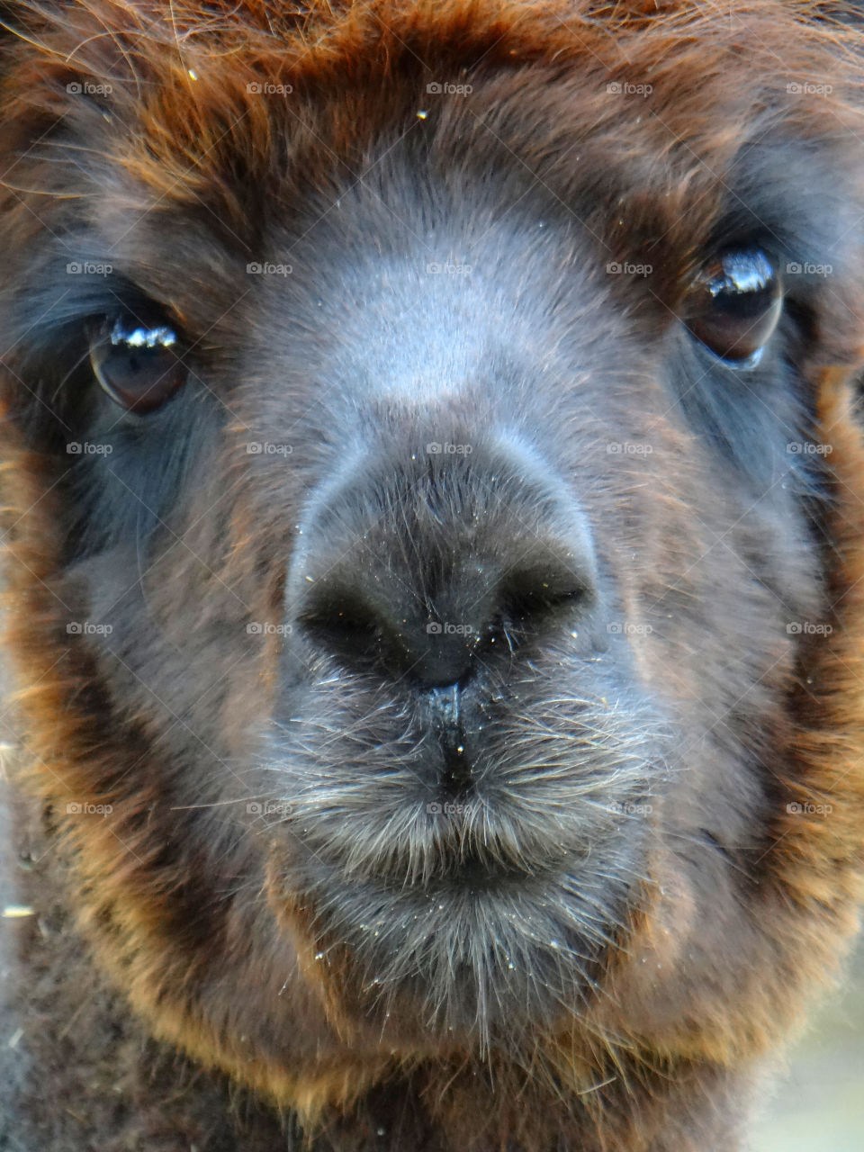 face animal zoo eyes by kshapley